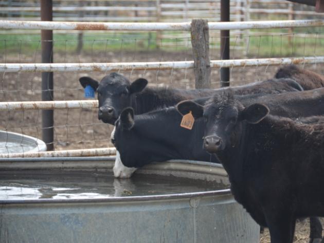 BT Cattle Water Tank